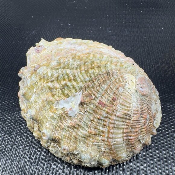 Vintage Abalone Shell Trinket Dish Mother Of Pearl Iridescent Finish Dish Bowl - Picture 9 of 16